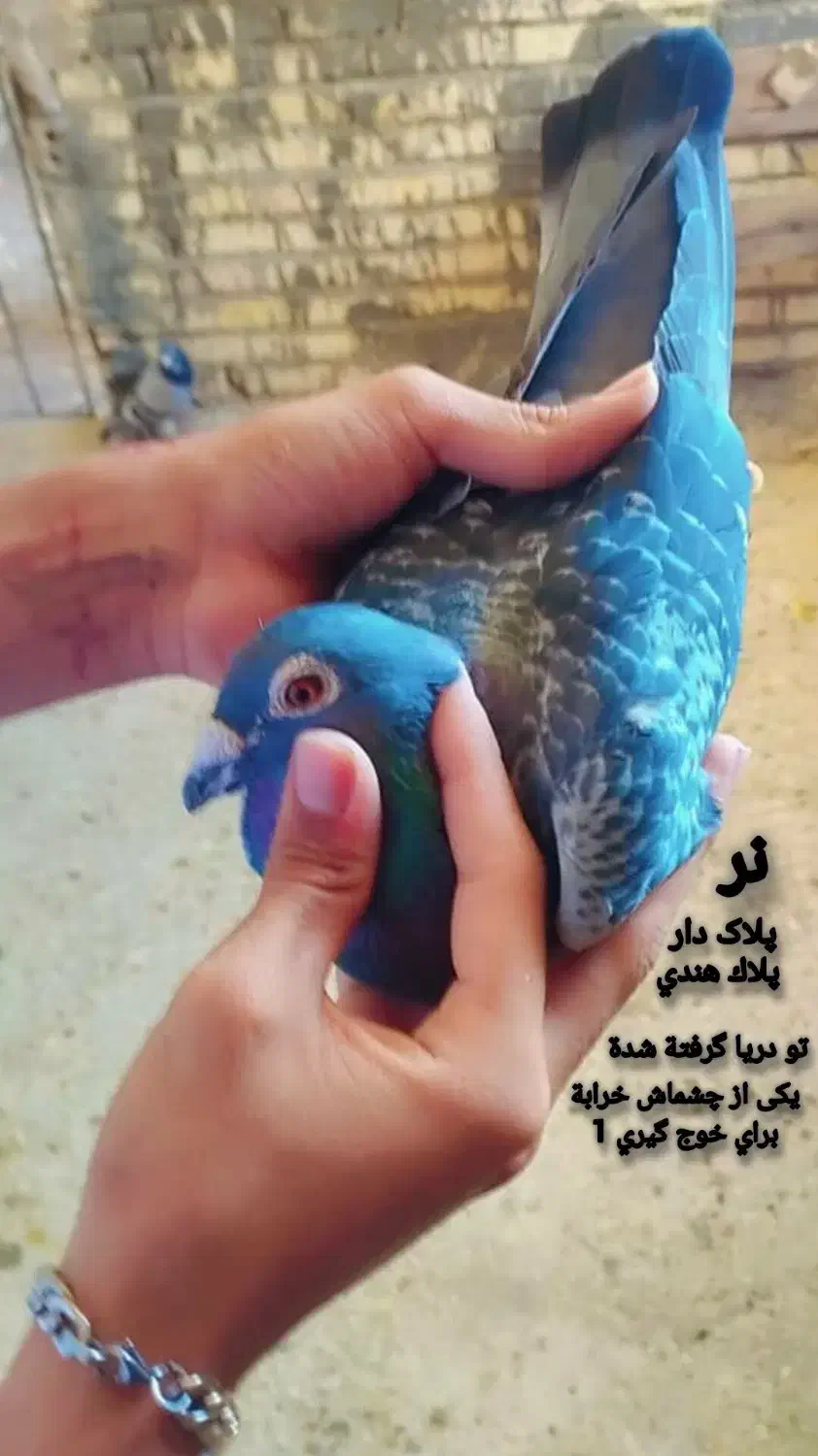 کبوتر پلاکی|پرنده|شادگان, |دیوار