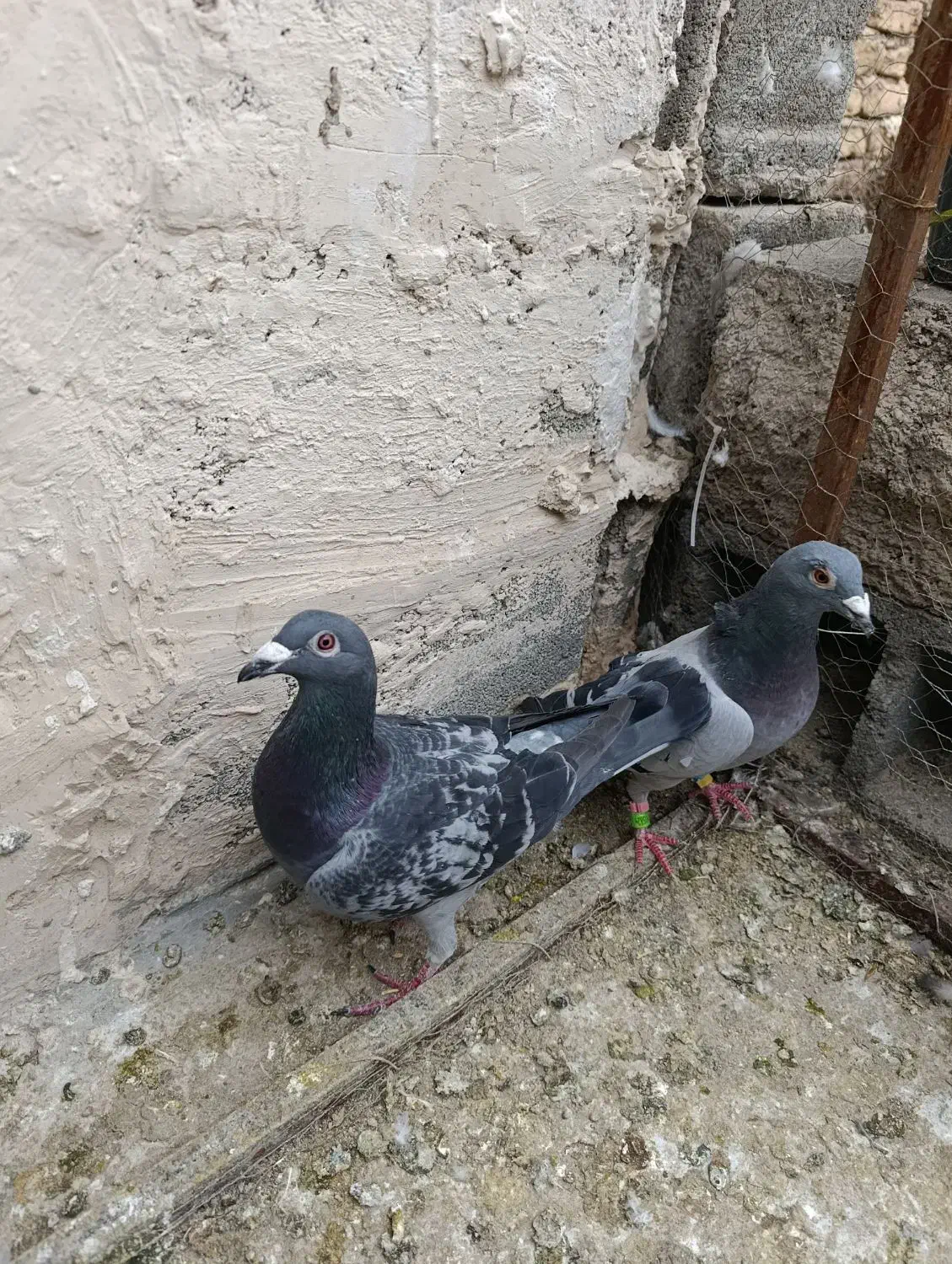 کبوتر پلاکی|پرنده|پاکدشت, شهرک انقلاب|دیوار