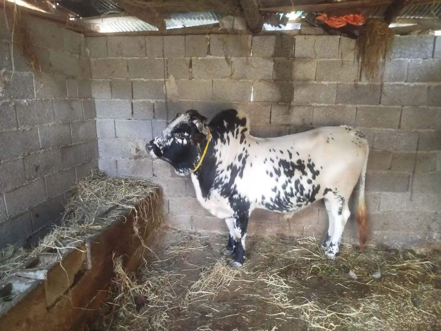 گوساله|حیوانات مزرعه|ماکلوان, |دیوار