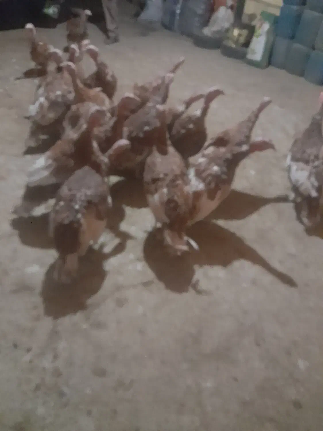 بیست عددبوقلمون|حیوانات مزرعه|خاو و میرآباد, |دیوار