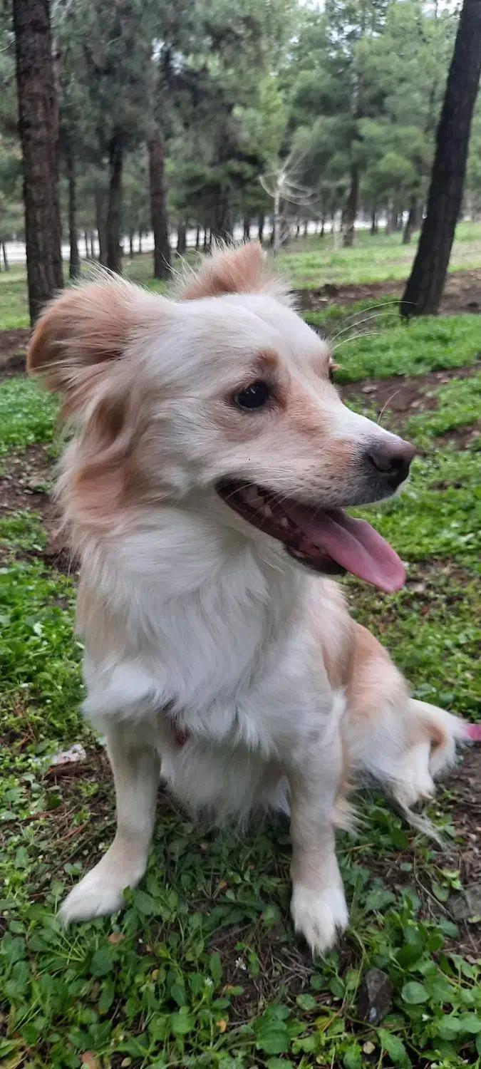 واگذاری سگ|سگ|تهران, جوانمردان (اندیشه)|دیوار