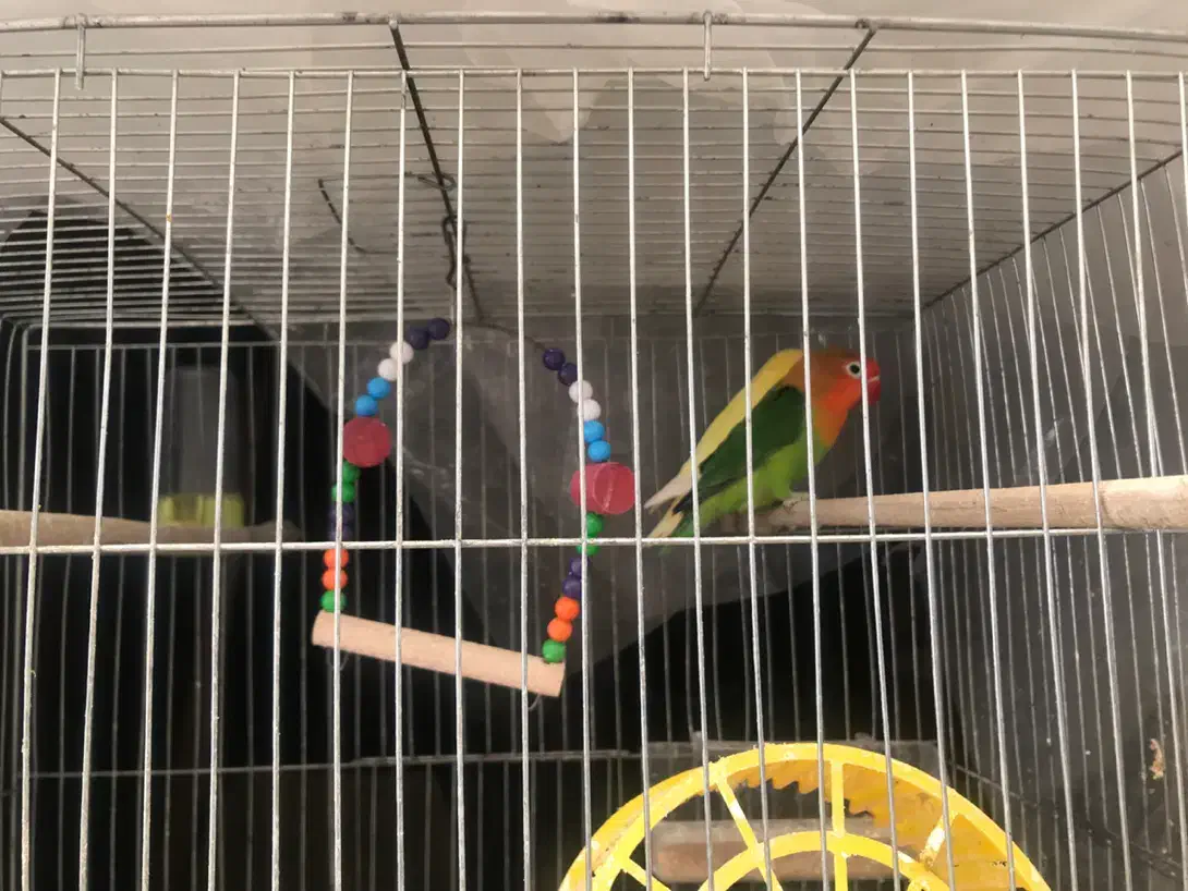 دو عدد کوتوله برزیلی|پرنده|محمودآباد, |دیوار