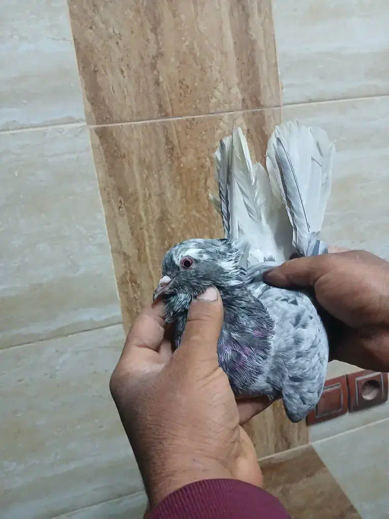 ماده سرور دم سفید|پرنده|بهبهان, |دیوار