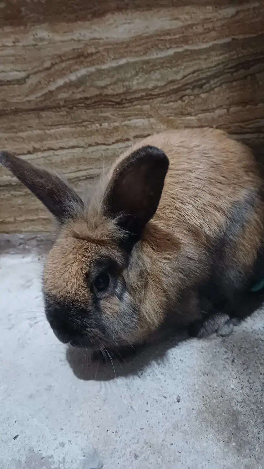 خرگوش لوپی|موش و خرگوش|رشت, آتشگاه|دیوار