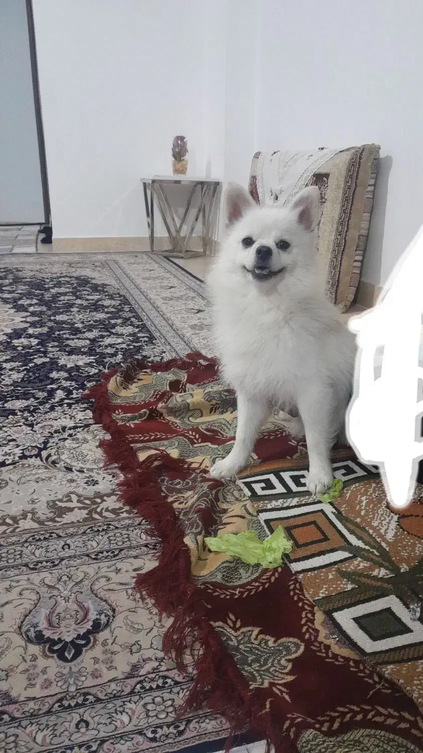 سگ پامر نر|سگ|ساری, |دیوار