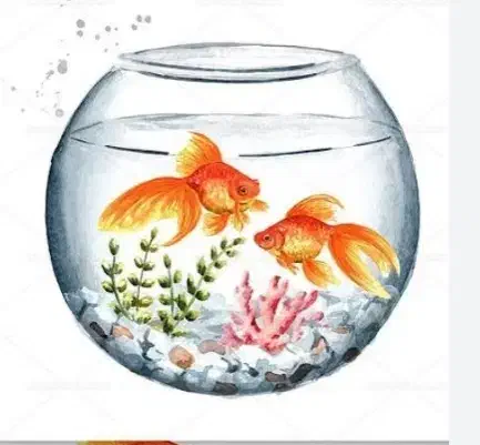 تنگ ماهی|ماهی|گرگان, |دیوار