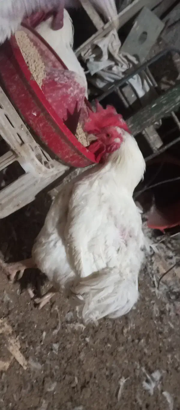 خروس مادر .مرغ و خروس گوشتی .بوقلمون گوشتی.غاز . |حیوانات مزرعه|محمدشهر, ولدآباد|دیوار