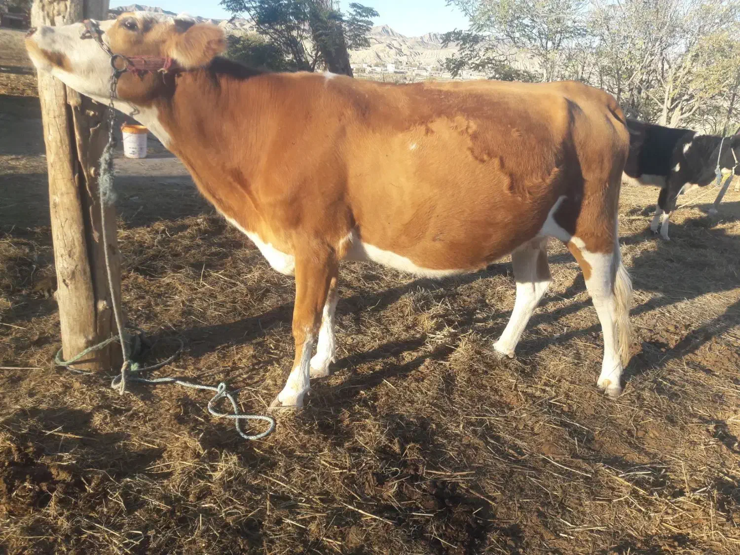 گاو سیمینتال قرمز ۸ماه آبستن یک شکم زاییده تلیسه|حیوانات مزرعه|مراوه, |دیوار