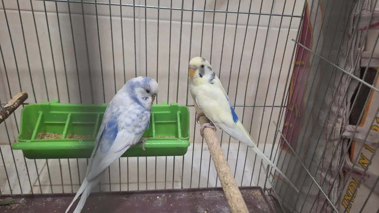 مرغ عشق معمولی نر مرغ عشق انگلیسی نر|پرنده|فولادشهر, مسکن مهر فولادشهر|دیوار