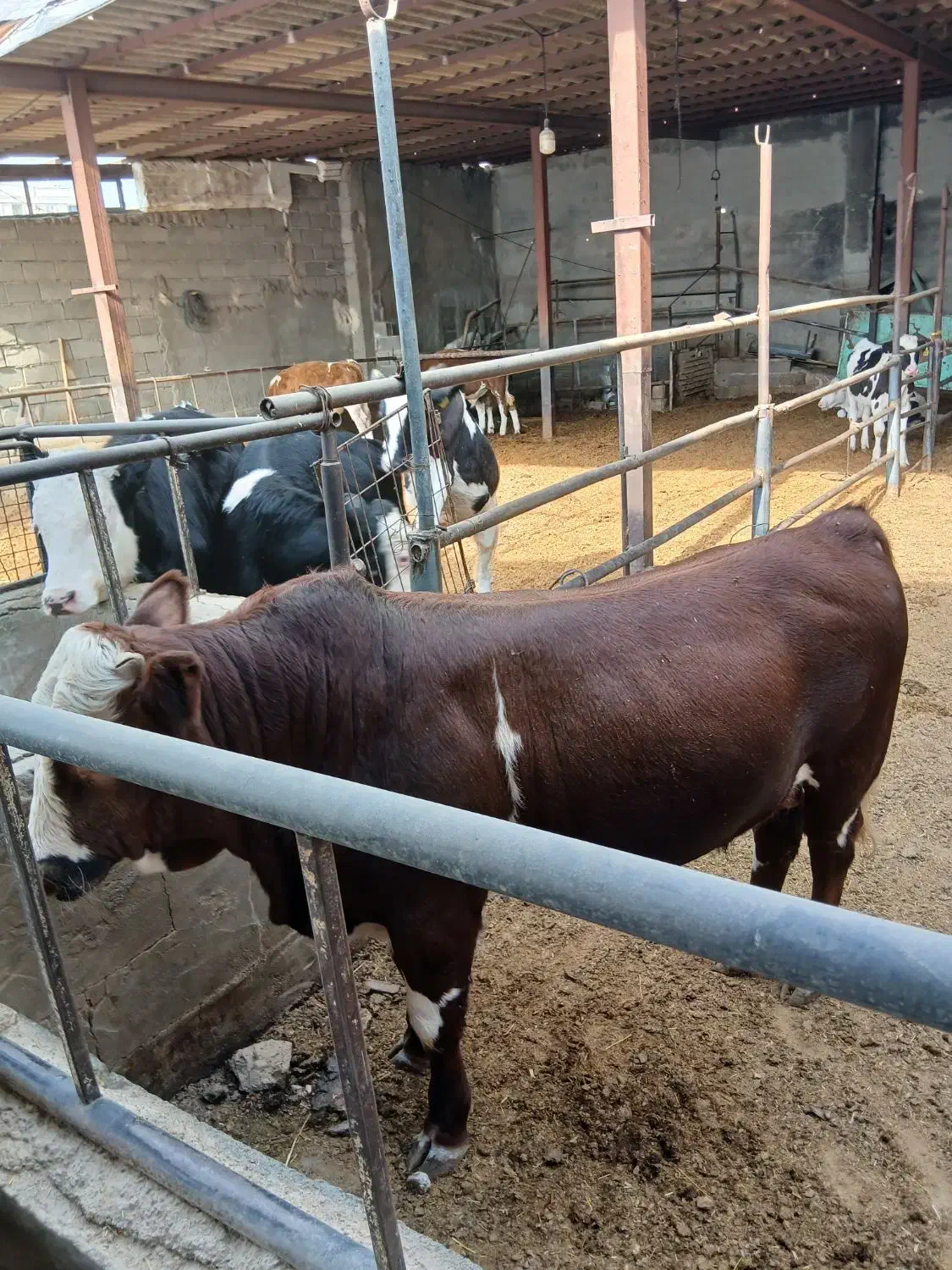 گوساله چاق|حیوانات مزرعه|فردوسیه, |دیوار