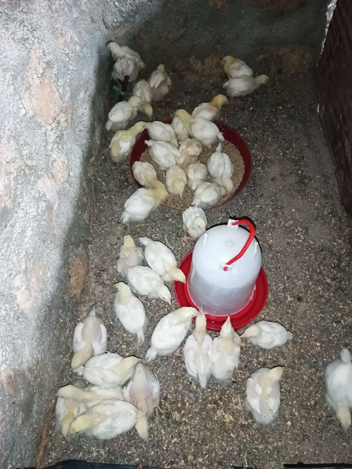 جوجه گوشتی ۱۴روزه|حیوانات مزرعه|سرپل ذهاب, |دیوار