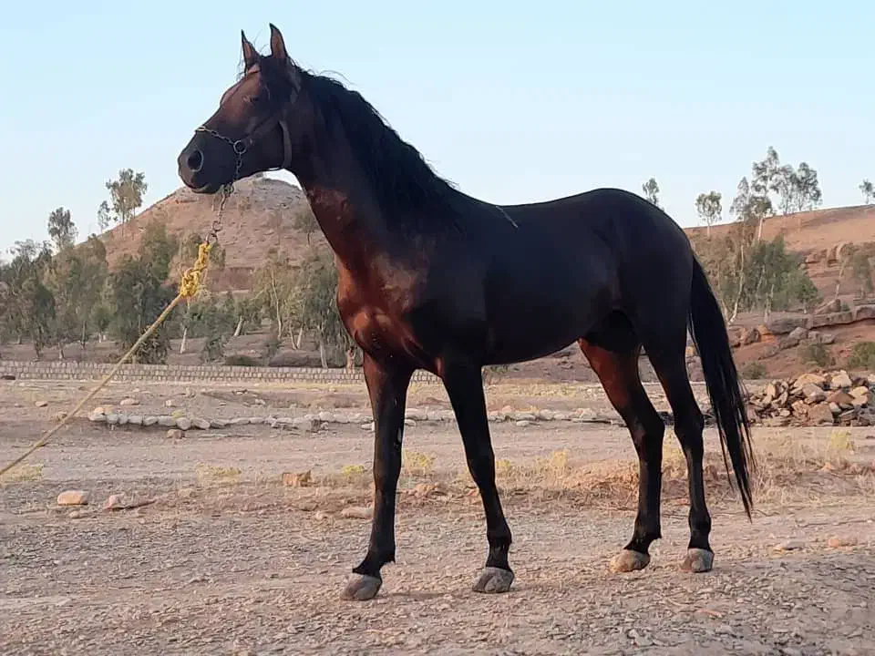 اسب|اسب و تجهیزات اسب‌سواری|ثلاث باباجانی, |دیوار