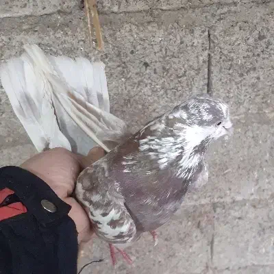 کبوتر آس|پرنده|رشت, پسیخان|دیوار