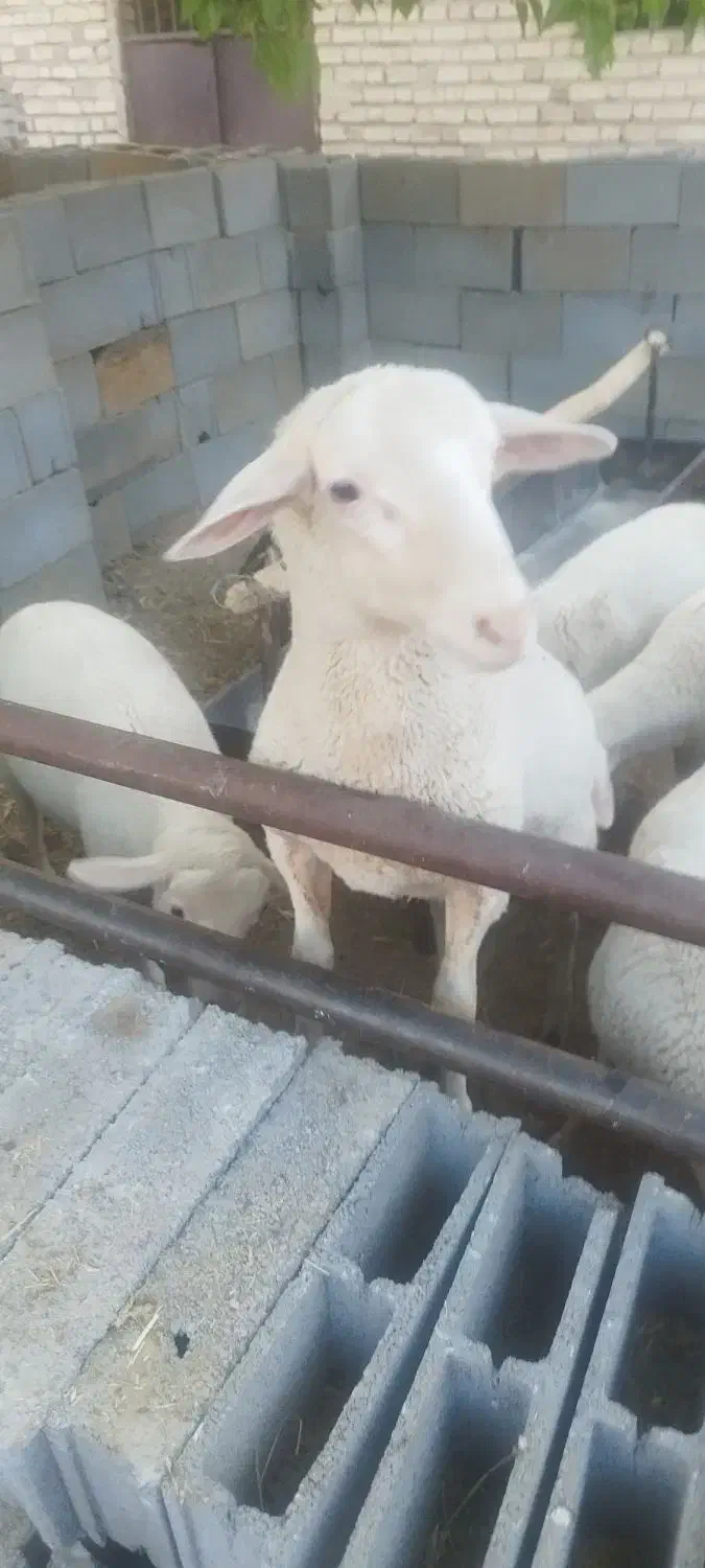 بره نرلاکن|حیوانات مزرعه|ارسنجان, |دیوار