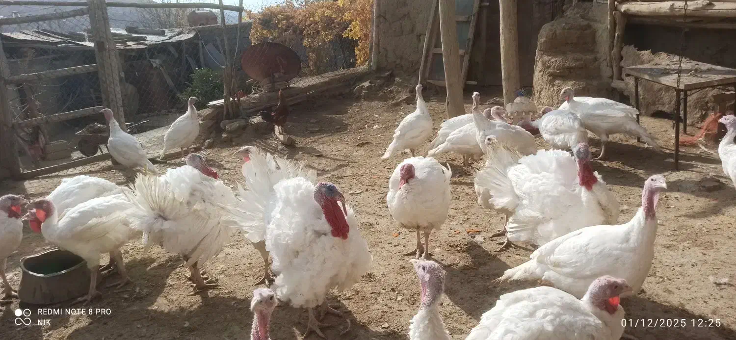 بوقلمون|حیوانات مزرعه|صحنه, |دیوار