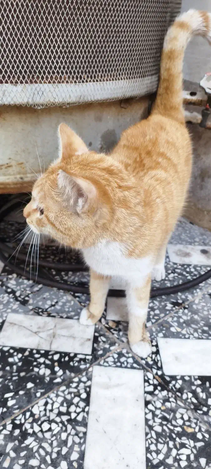 گربه|گربه|اهواز, کمپلو جنوبی|دیوار