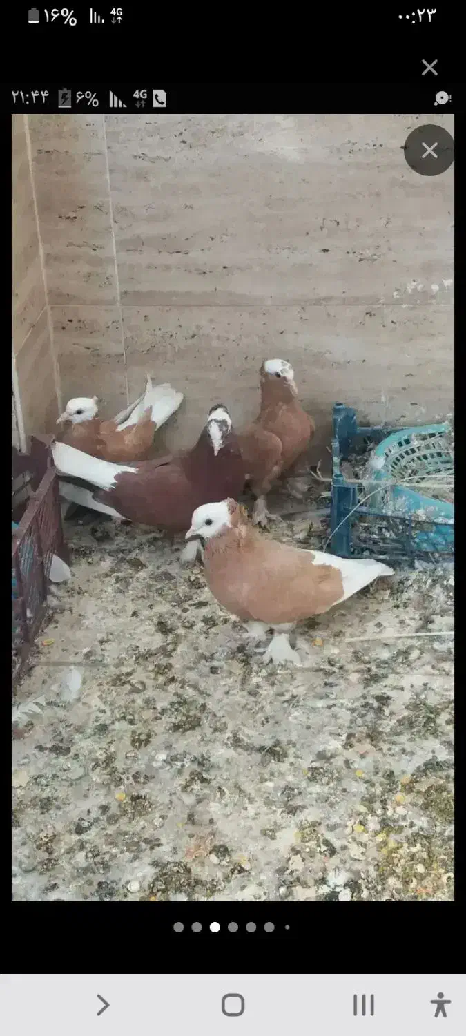 کبوتر|حیوانات|شوشتر, |دیوار