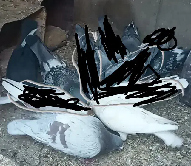 ۷کفتر پروازی درست کله دنگ|پرنده|قائن, |دیوار