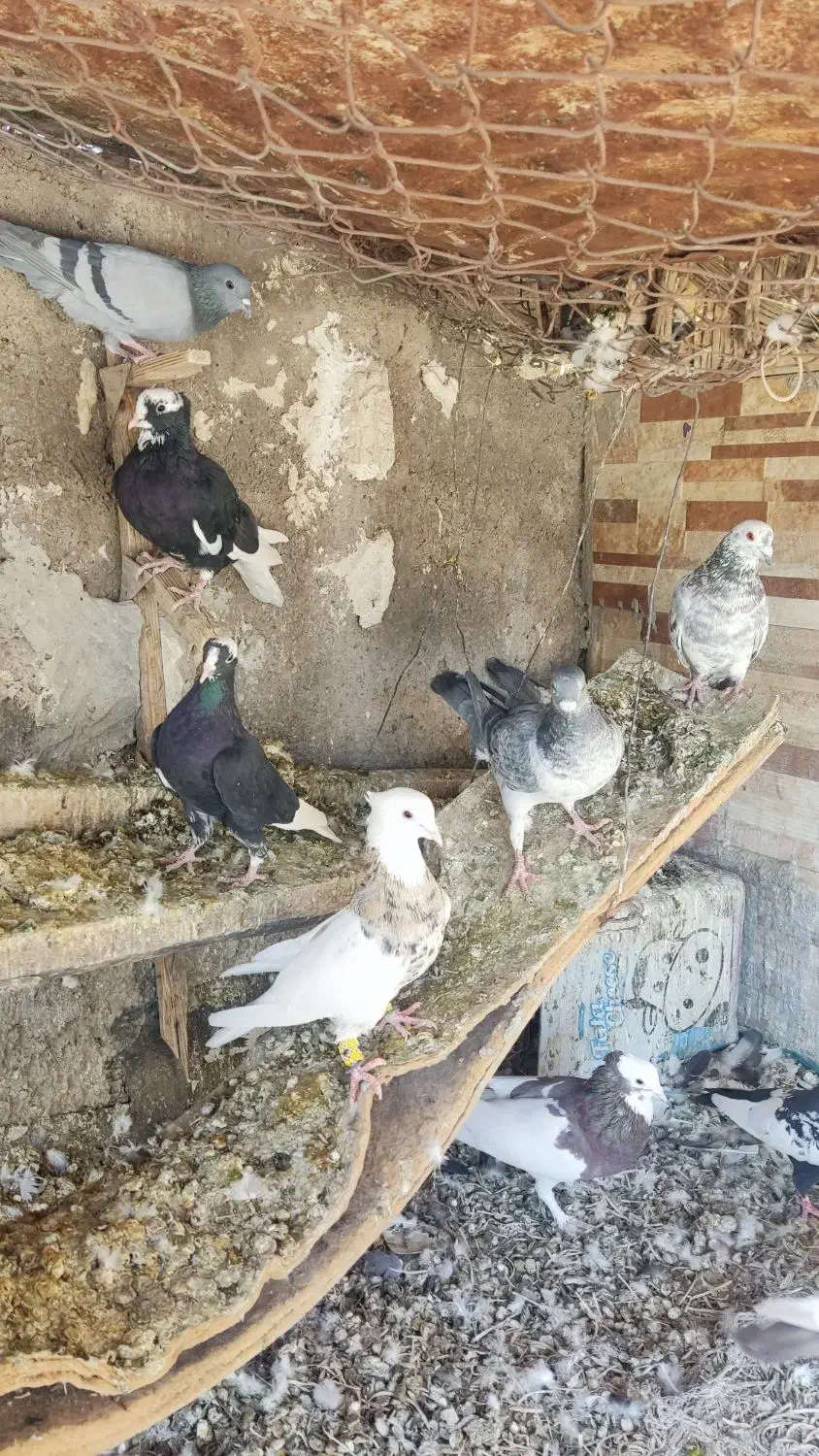 فروش کفتر بهبهانی نقش|پرنده|مرودشت, ثبت احوال|دیوار