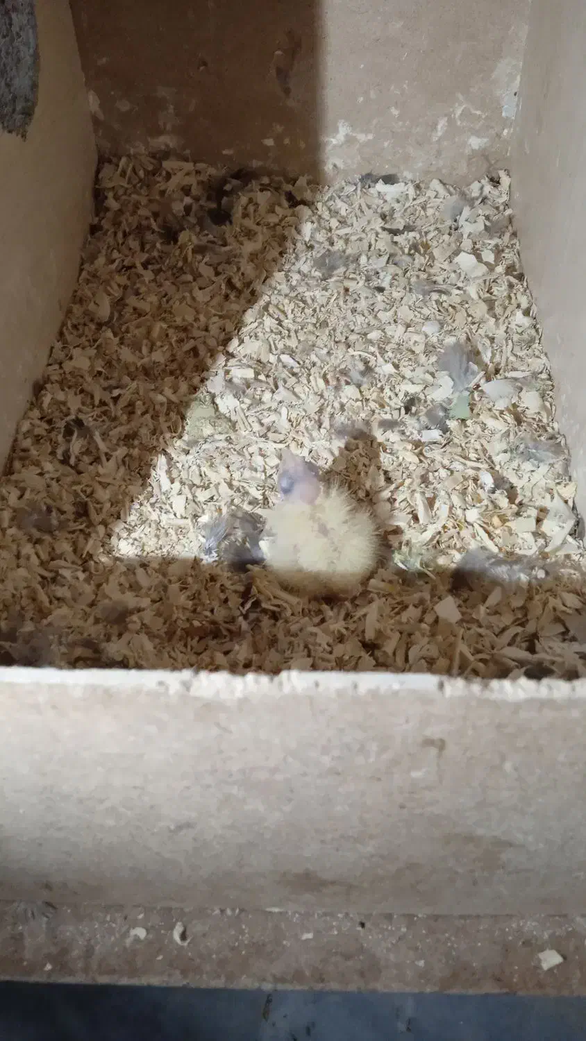 عروس هلندی|پرنده|تربتحیدریه, رضاشهر|دیوار