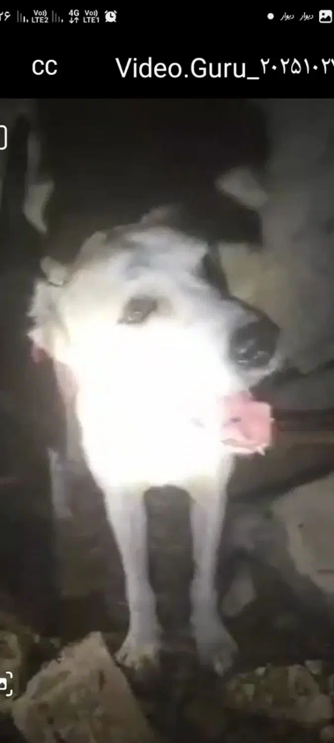 افغانی شکاری|سگ|شیراز, شهرک ویلایی بهاران|دیوار