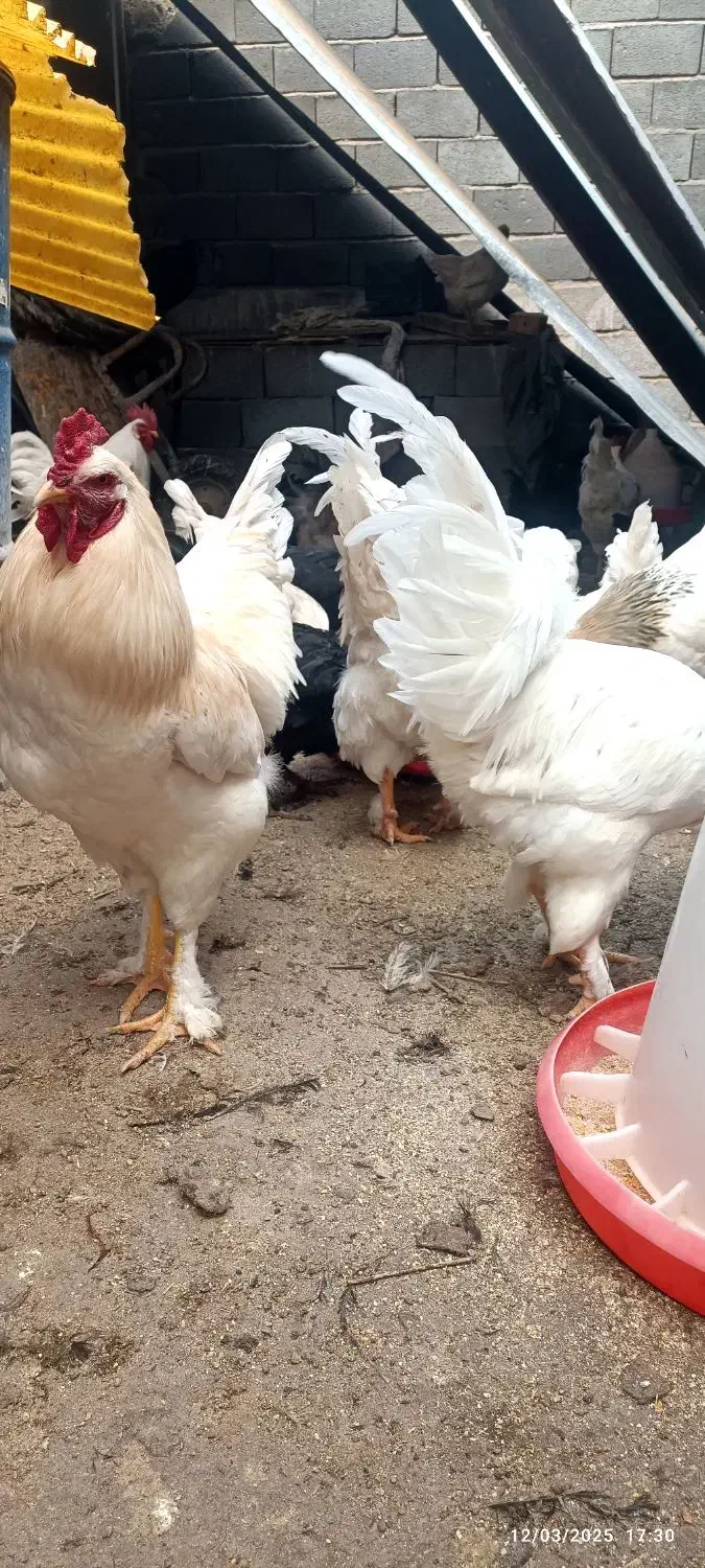 تخم مرغ نطفه دار|خوردنی و آشامیدنی|ساوه, |دیوار