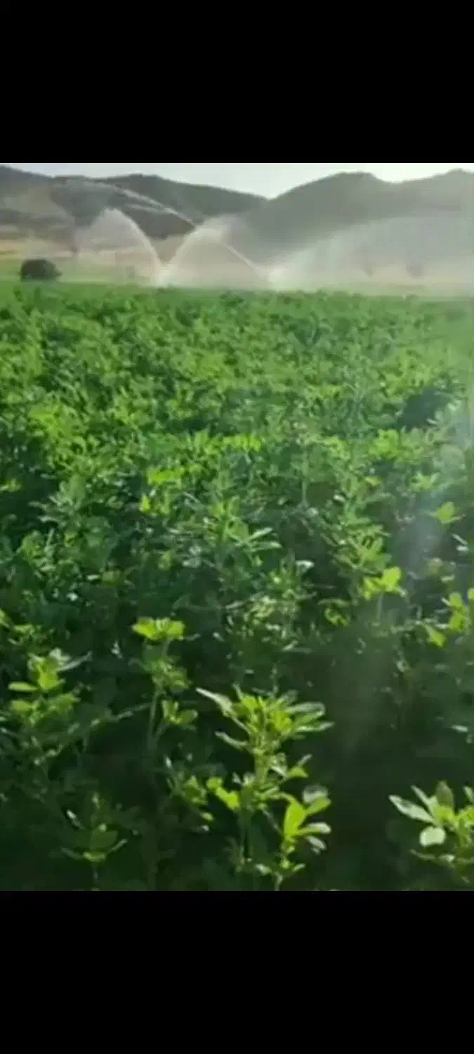 فروش بذر یونجه گرمسیری کل استان کشاورز|خدمات باغبانی و درختکاری|نرماشیر, |دیوار