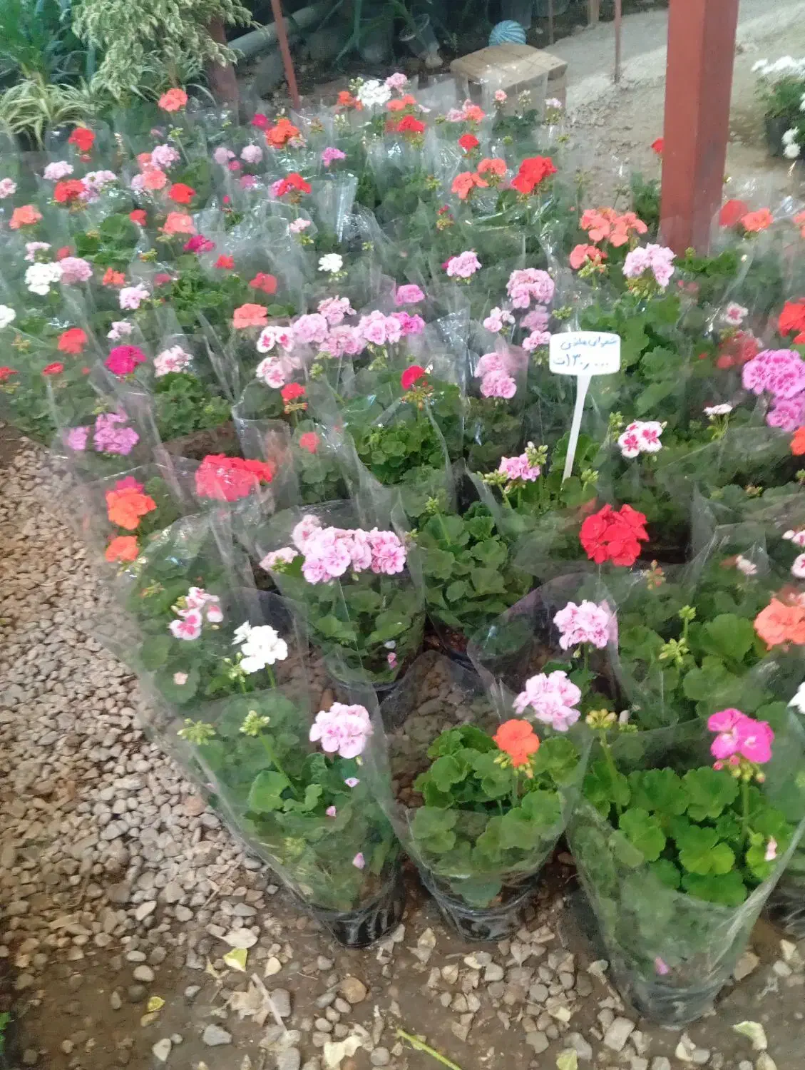 گل شمعدانی پاکوتاه(هلندی)|گل و گیاه طبیعی|رشت, حمیدیان|دیوار