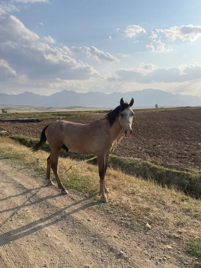 اسب|اسب و تجهیزات اسبسواری|ازنا, |دیوار