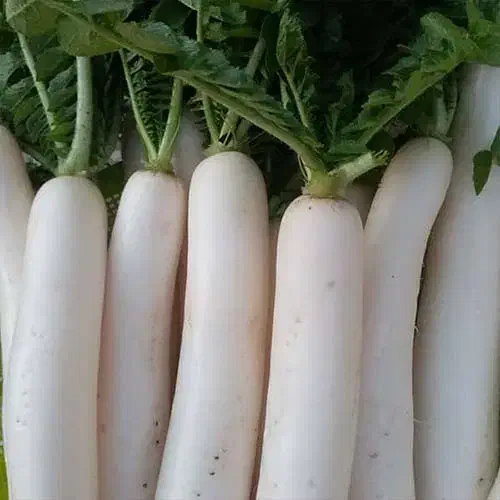 ترب درجه یک|خوردنی و آشامیدنی|شباب, |دیوار
