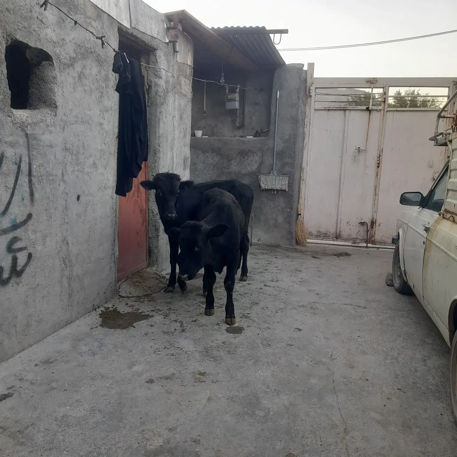 گوساله نر داشتی|حیوانات مزرعه|بیستون, |دیوار