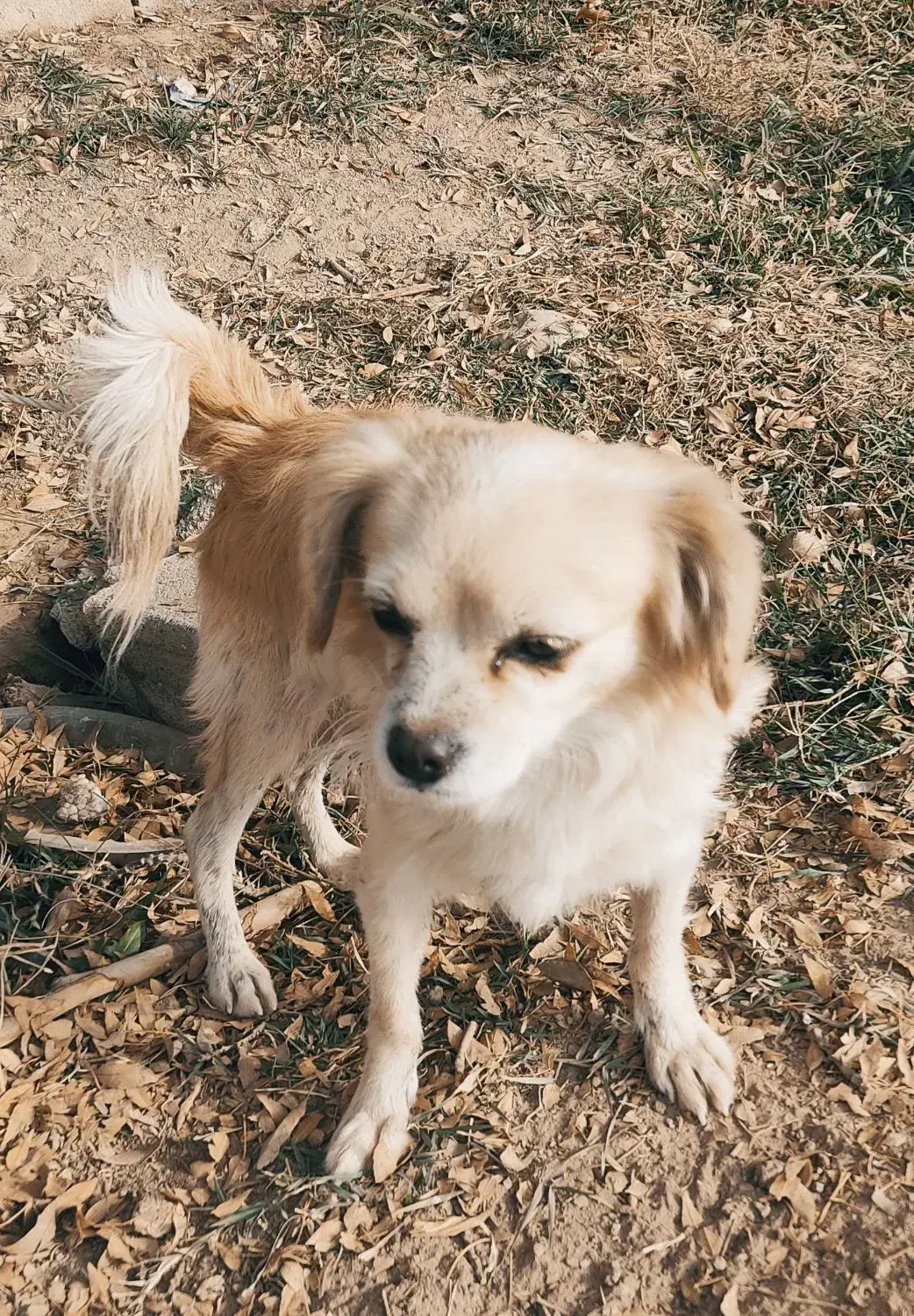 سگ ۶ ماهه|سگ|پاکدشت, پاکدشت (مامازند)|دیوار