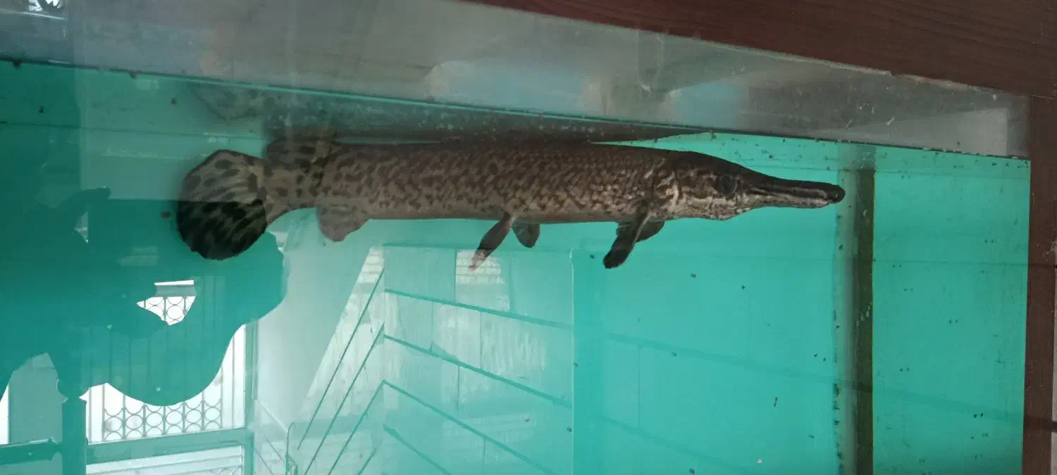 ماهی االیگیتور|ماهی|قزوین, |دیوار