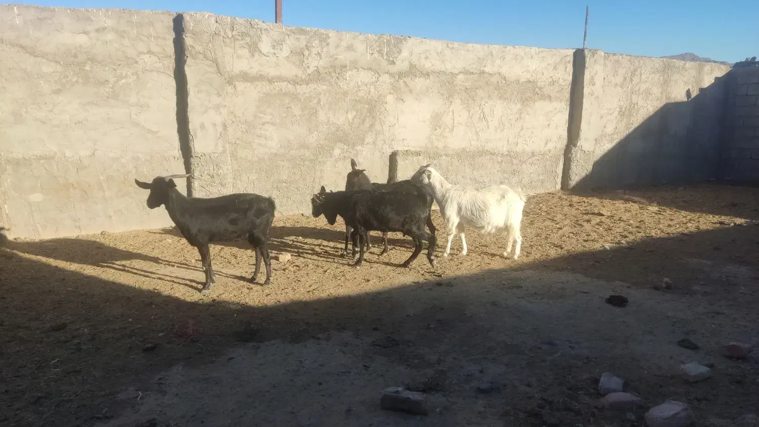 پنج راس بز آبستن کوهبنان|حیوانات مزرعه|کوهبنان, |دیوار