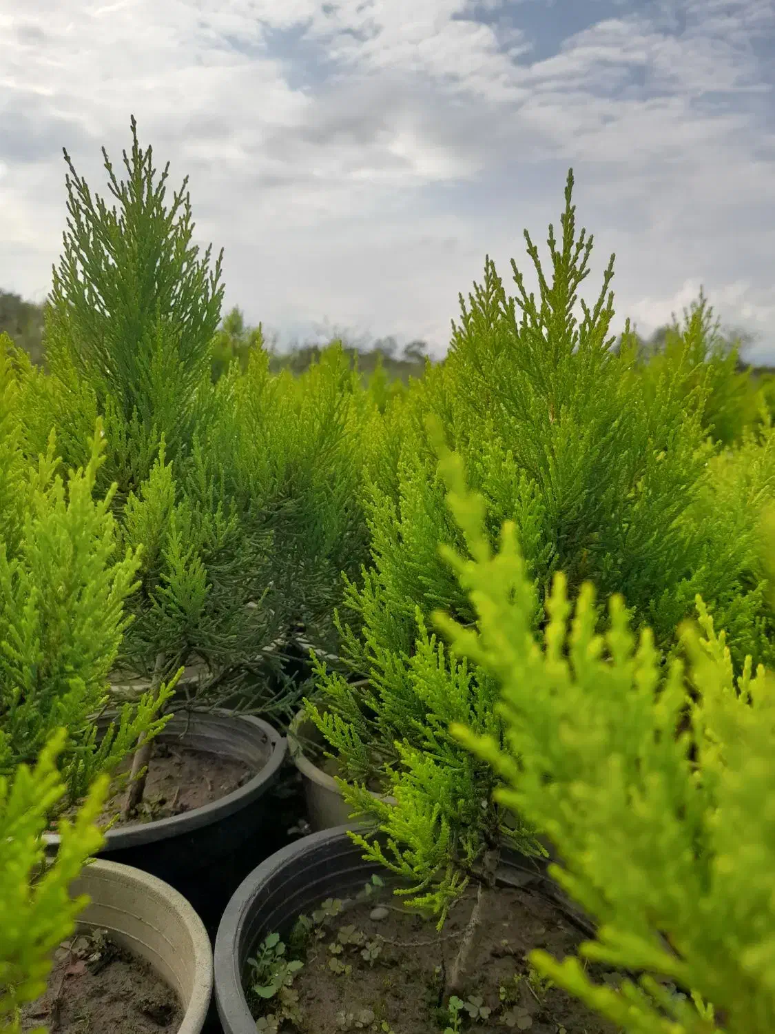 کاج لاوسون|گل و گیاه طبیعی|شیرود, |دیوار