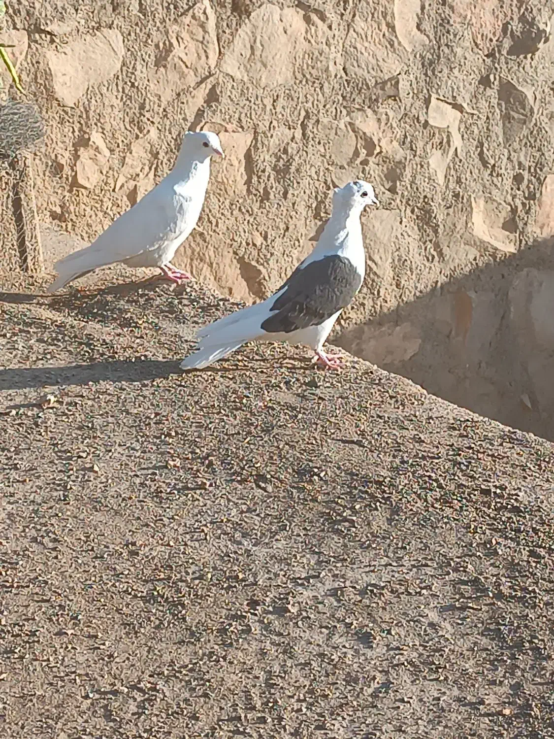 سفید شونی خوشونه|پرنده|چگنی, |دیوار