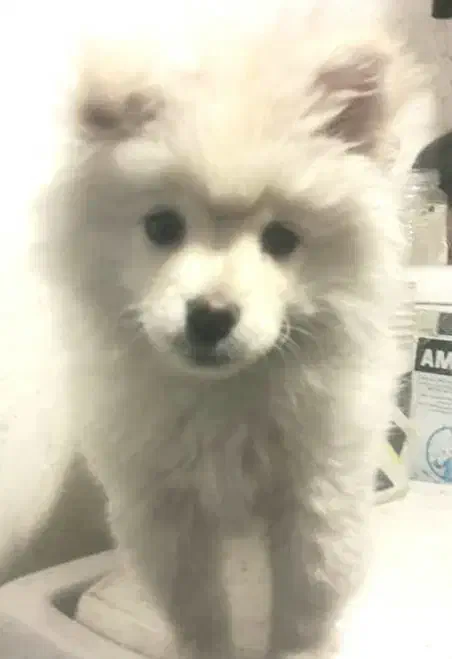 توله سگ پامر|سگ|آفتاب, |دیوار