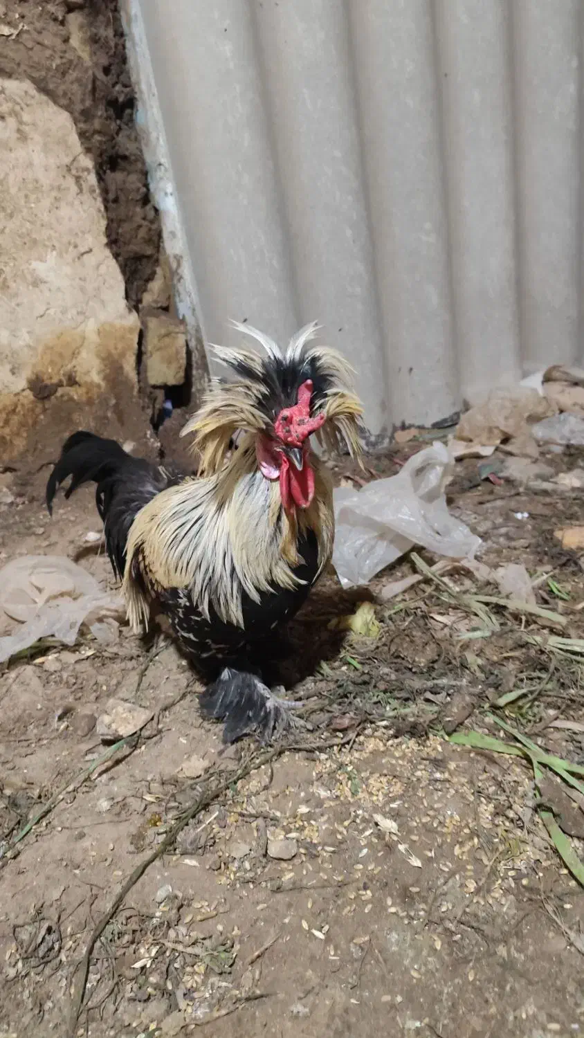 ۳تا خروس محلی|حیوانات مزرعه|محمدیه-قزوین, |دیوار