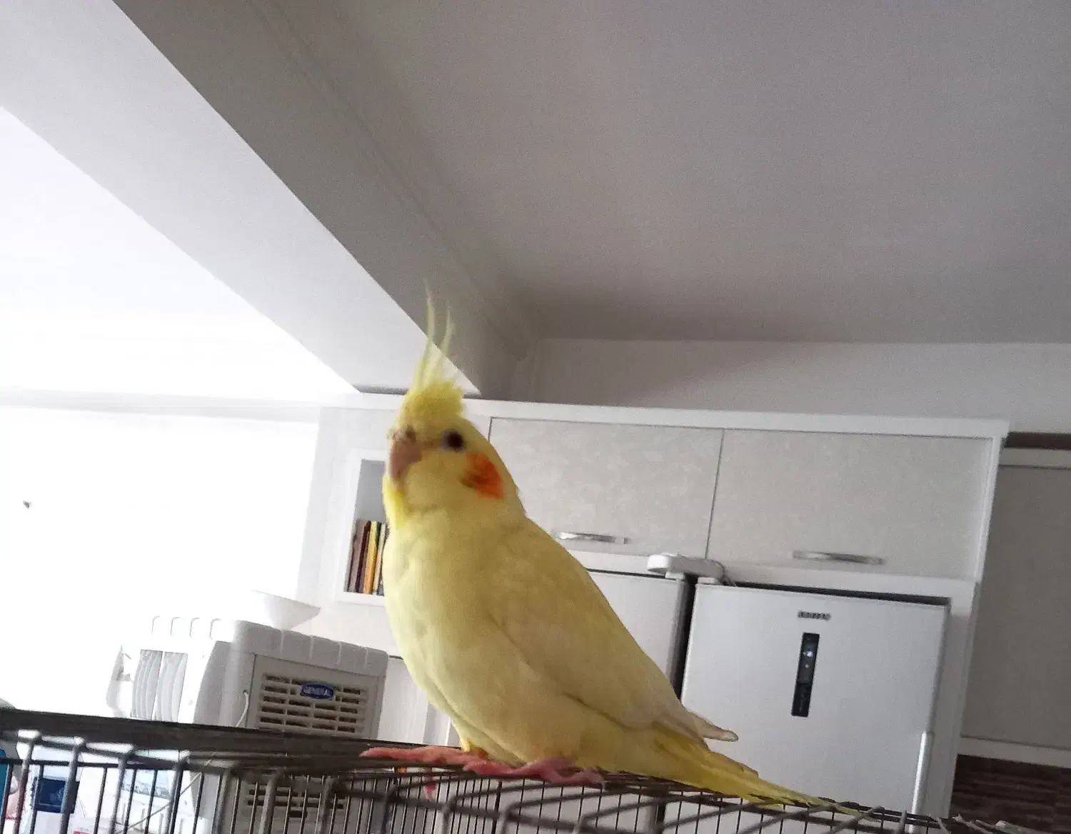 عروس هلندی گم شده با مژدگانی خوب|حیوانات|تبریز, |دیوار