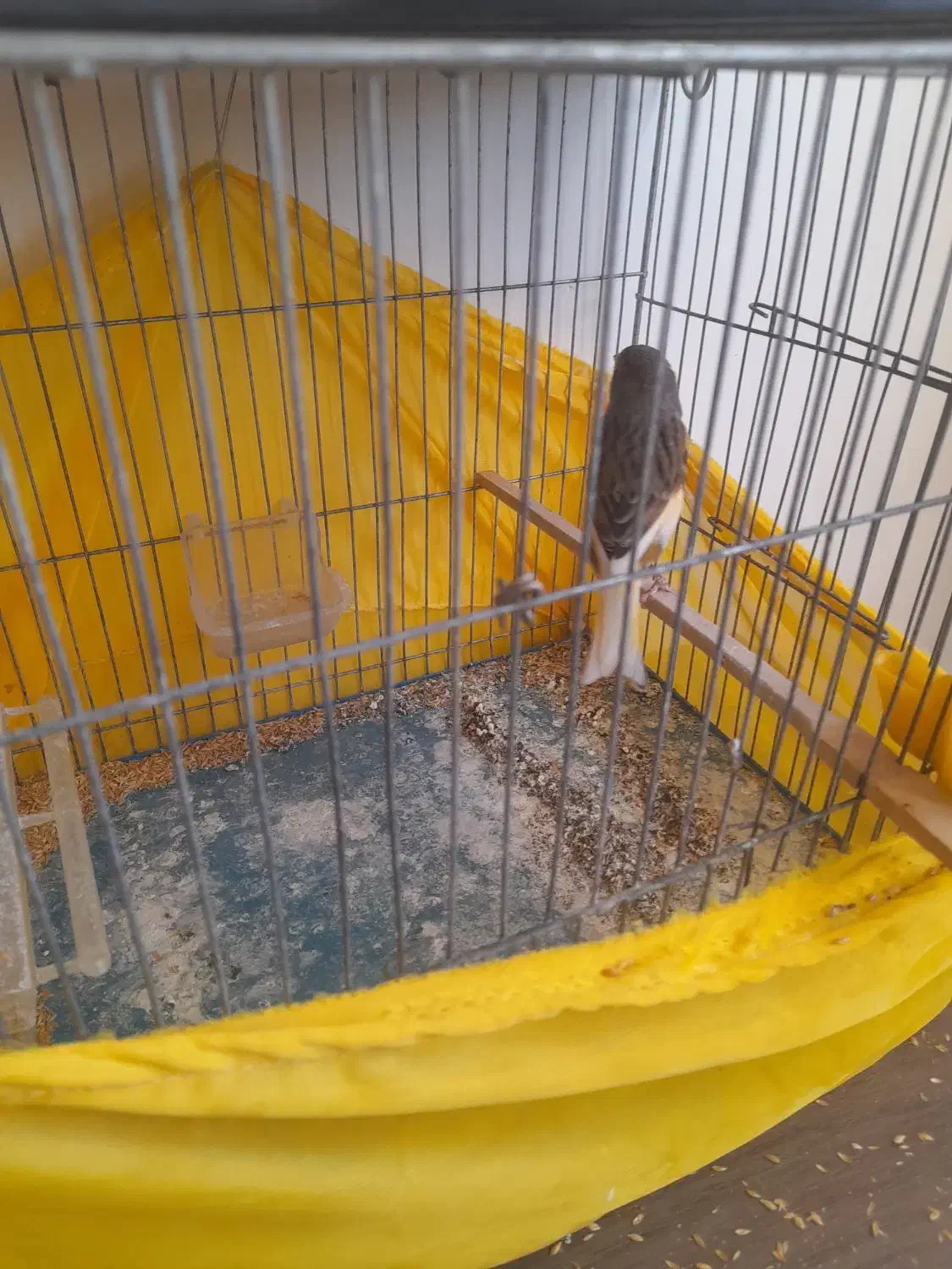 قناری قرص سره خاکی|پرنده|هشتگرد, فاز ۲ مهستان|دیوار