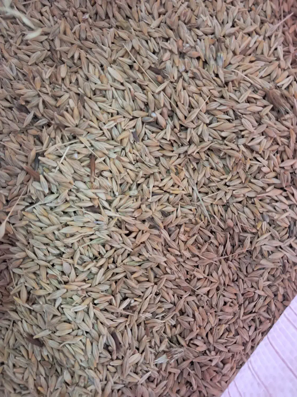 جو حیوانی ۲تن|عمدهفروشی|ویلکیج, |دیوار