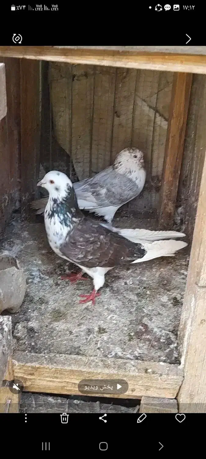 کبوتر  گرویی|پرنده|کیاشهر, |دیوار