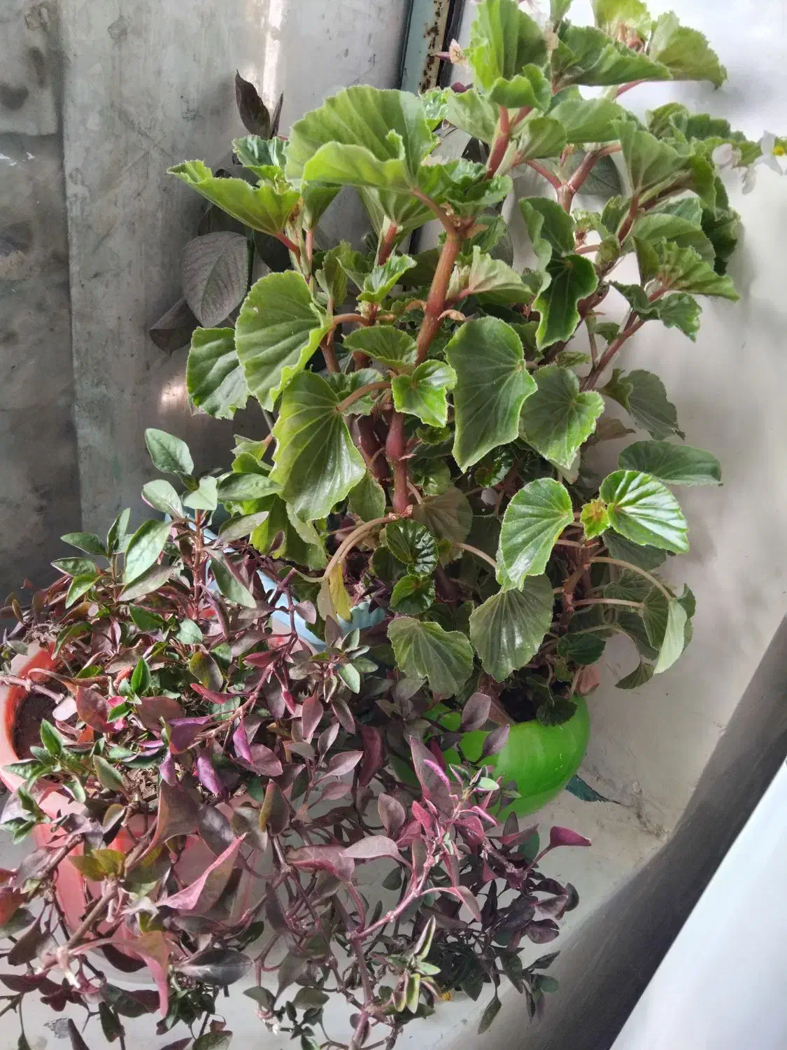 گل وگلدان|گل و گیاه طبیعی|آبدانان, |دیوار