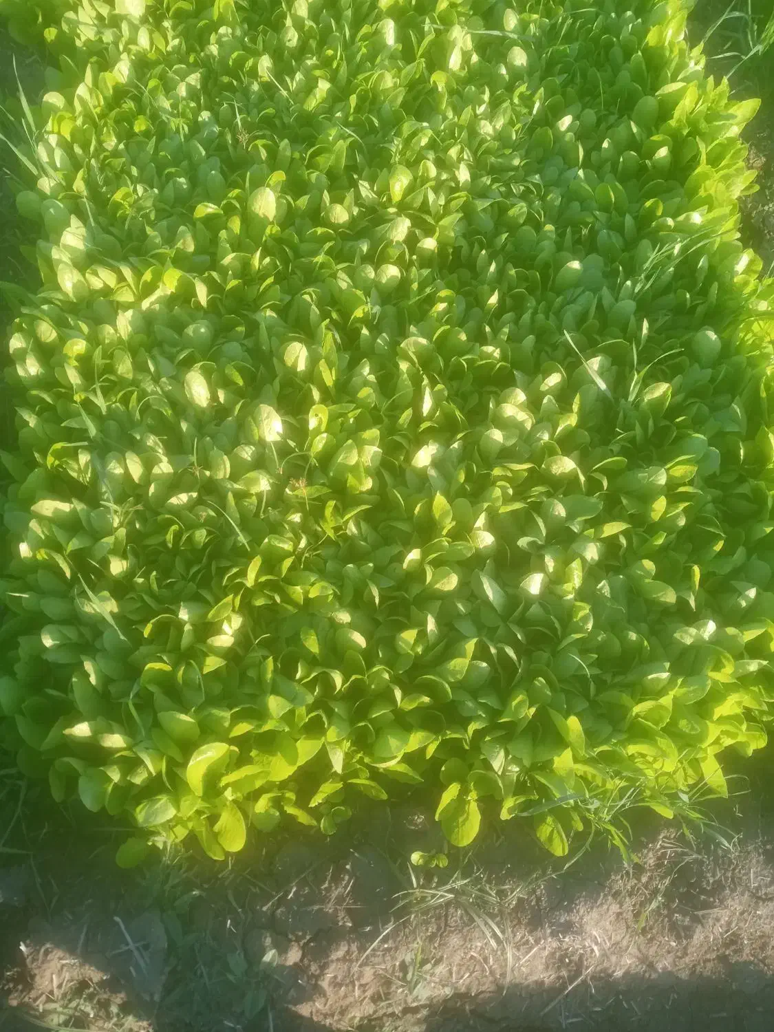 نهال کاهو|خدمات باغبانی و درختکاری|خان ببین, |دیوار