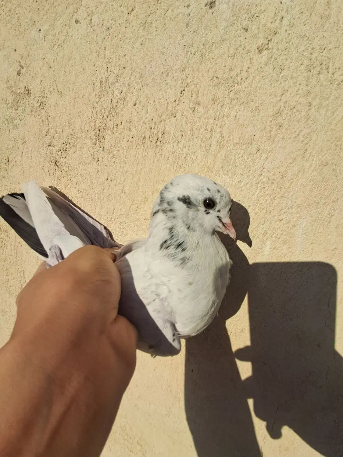 جوجه کبوتر ۱پری|پرنده|فردیس, شهرک ۱۱۰|دیوار