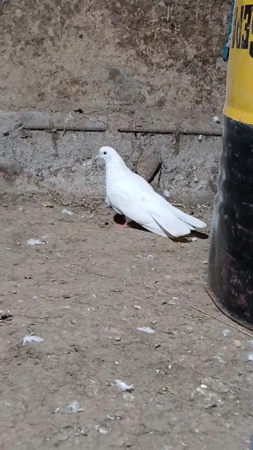 کبوتر|پرنده|گرمی, |دیوار