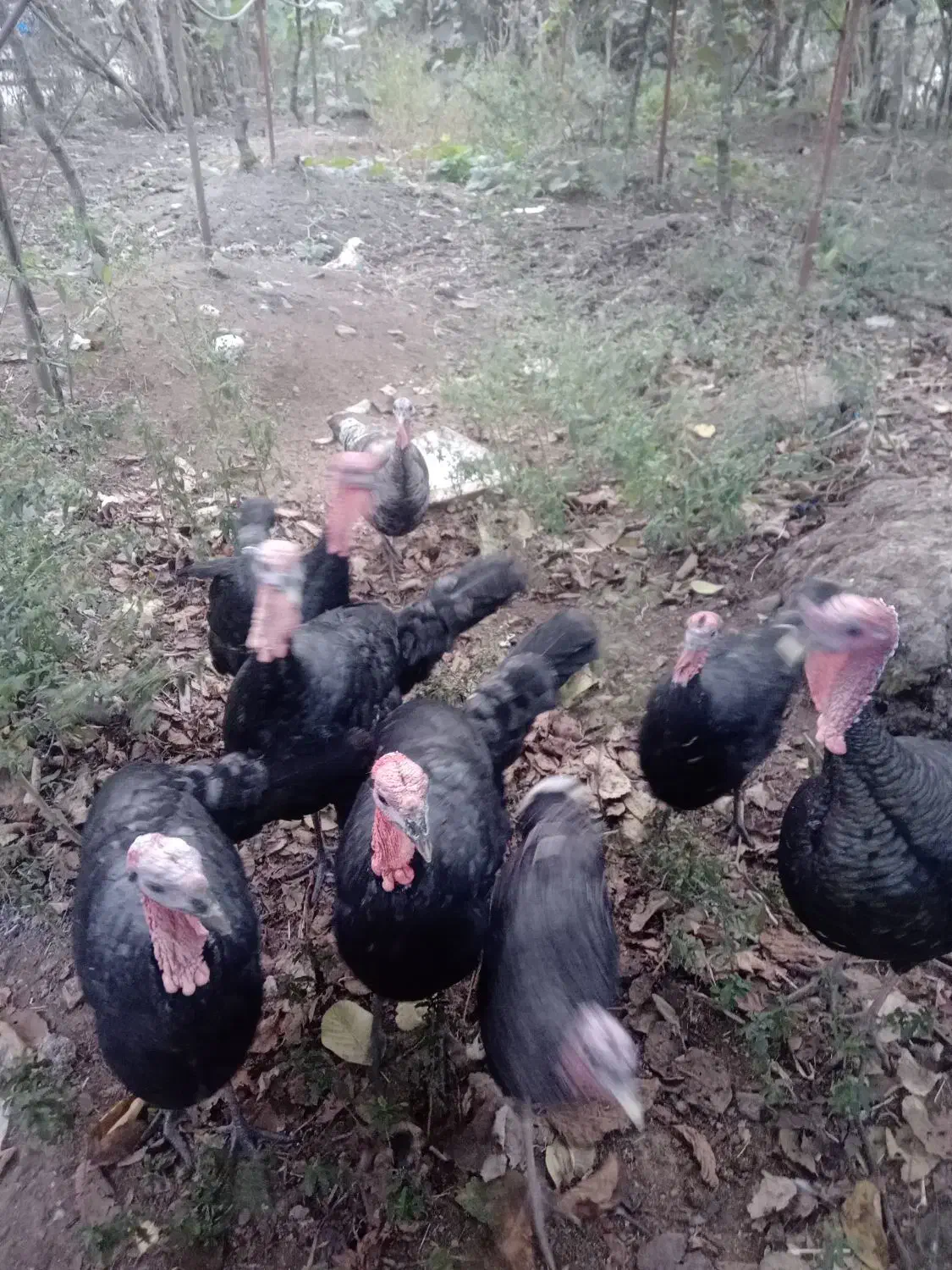 بوقلمون نر و ماده ،زنده|حیوانات مزرعه|تالش, جوکندان|دیوار