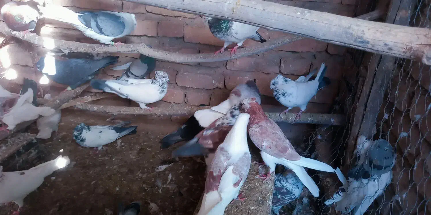 کبوتر|پرنده|بافت, |دیوار