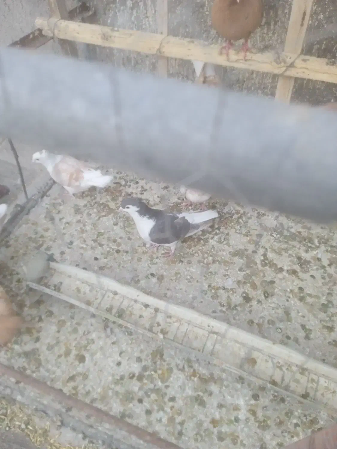 چندتا رنگه ماده|پرنده|تربت‌حیدریه, اندیشه|دیوار