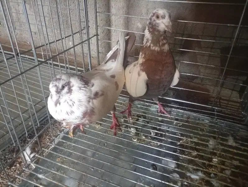 قلمکار|لوازم جانبی حیوانات|یزد, |دیوار